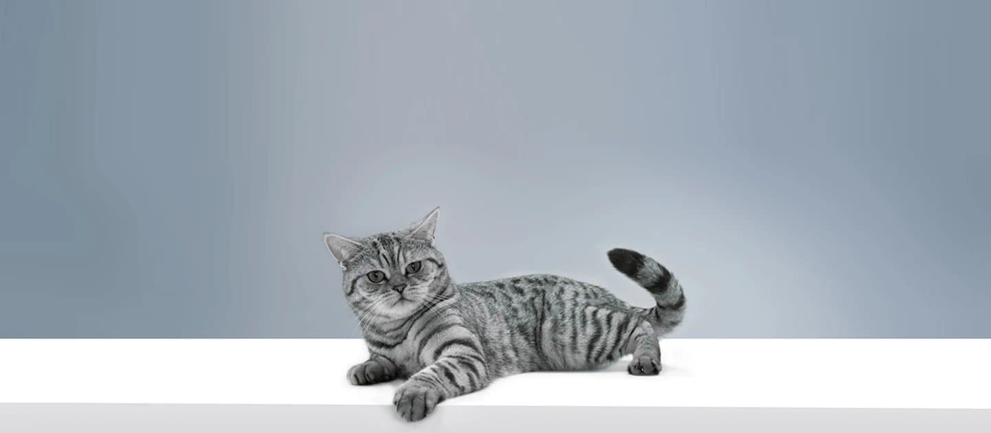 Whiskas brand imagery